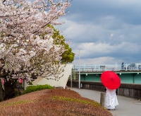 Cherry blossoms near Sumida River